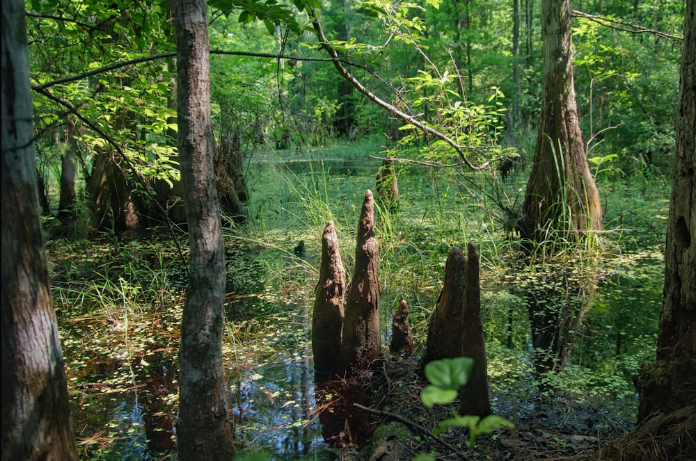 a swamp filled with lots of trees and water