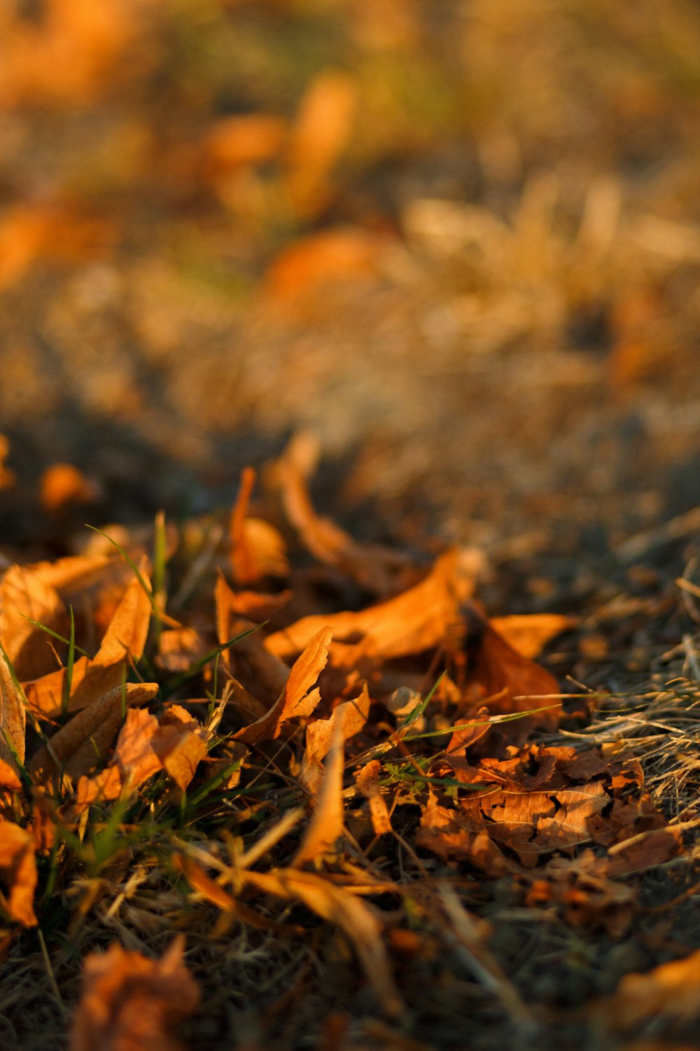 brown dried leaves on ground