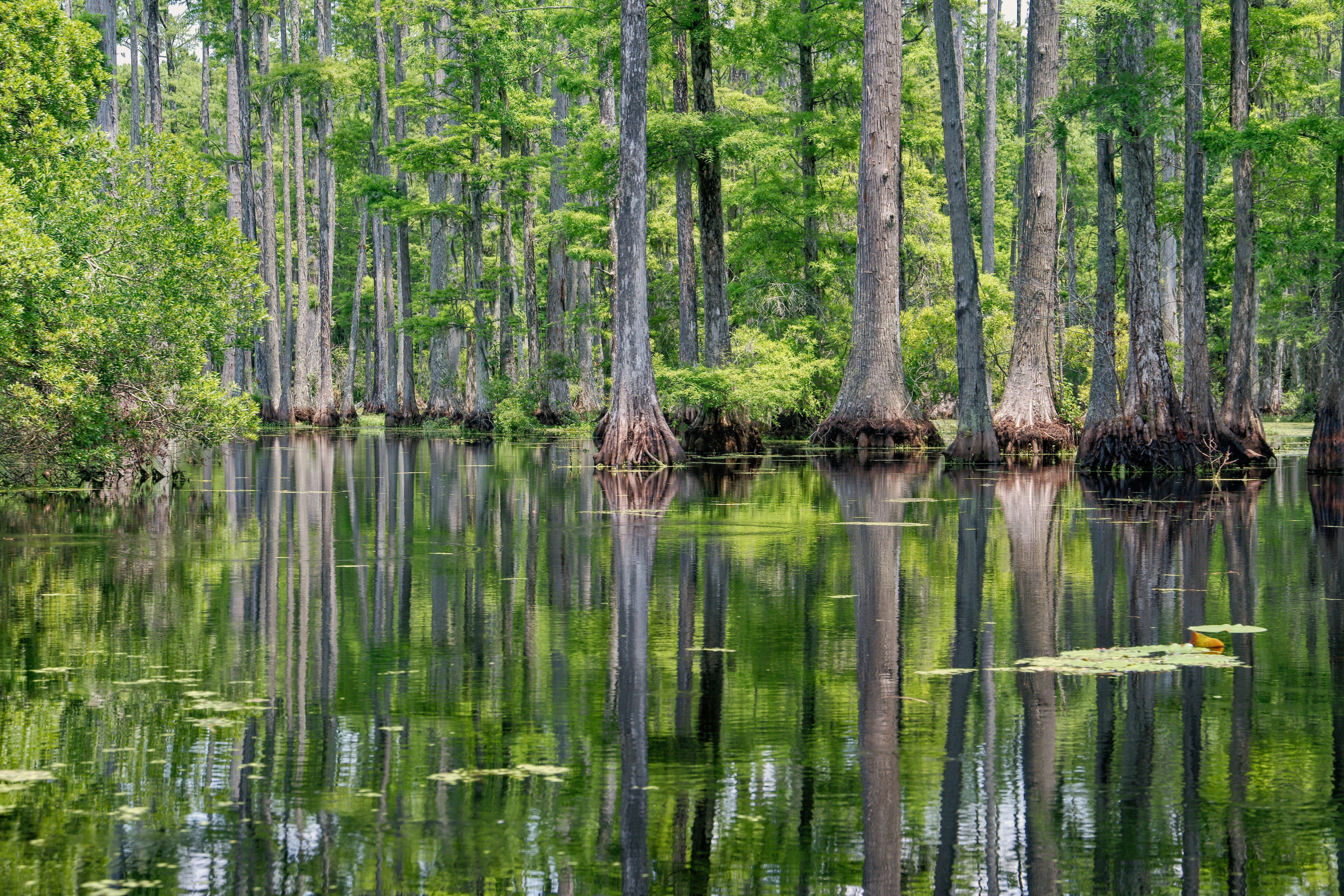 Cypress Gardens, Florida