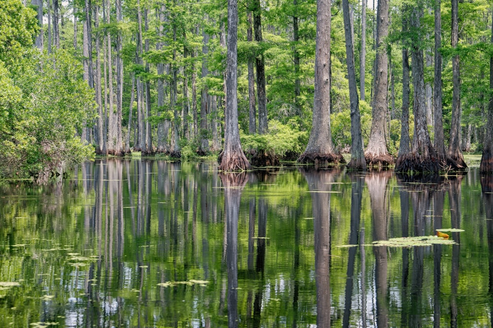 green trees on body of water during daytime