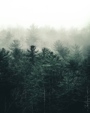 A serene forest landscape shrouded in mist.