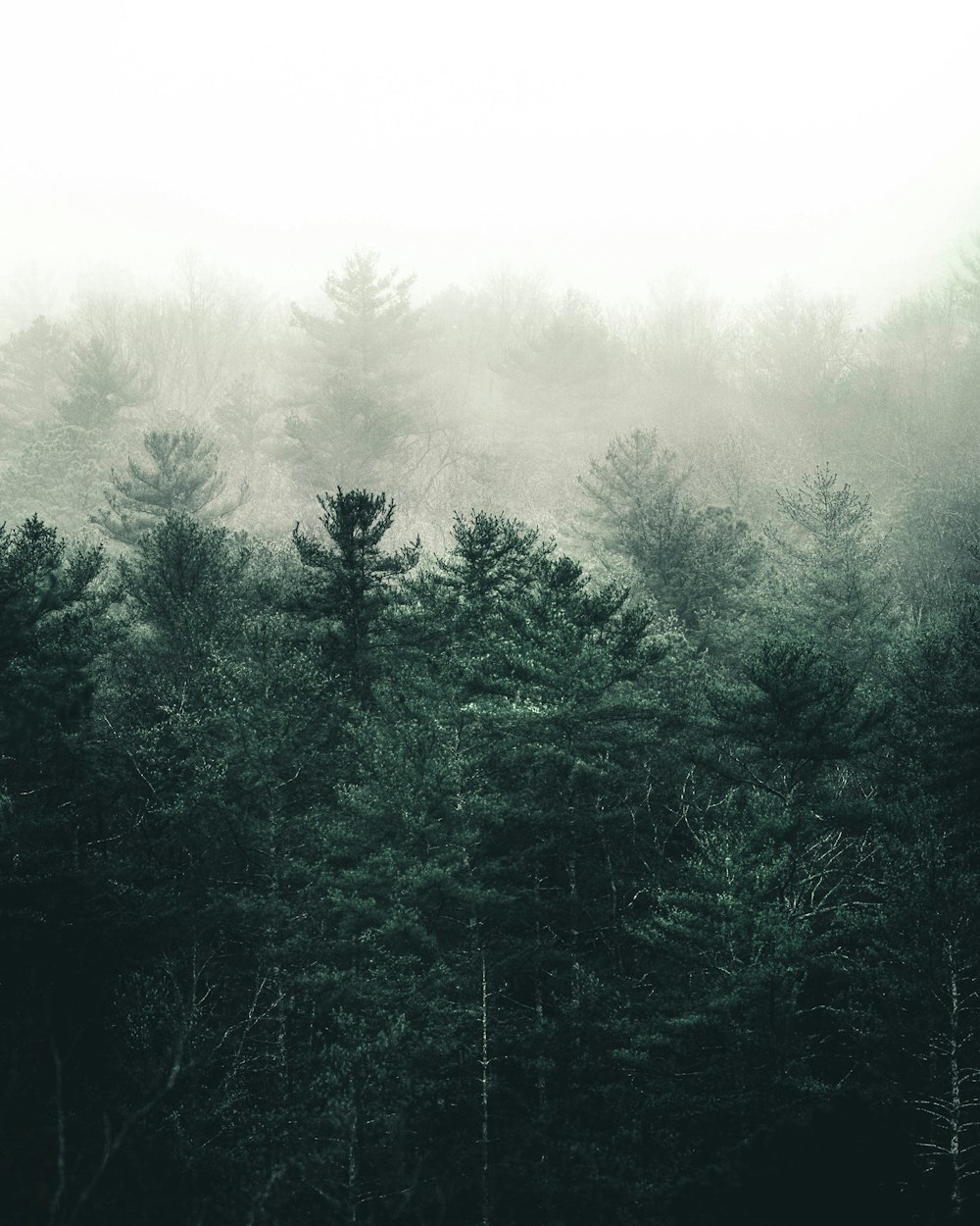 arbres verts sous le ciel blanc pendant la journée