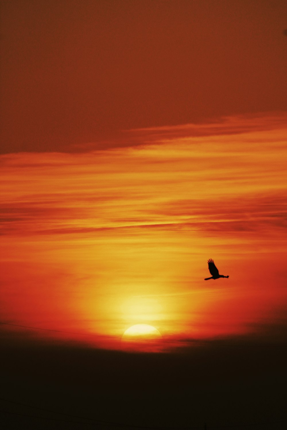 Silueta de pájaro volando durante la puesta del sol