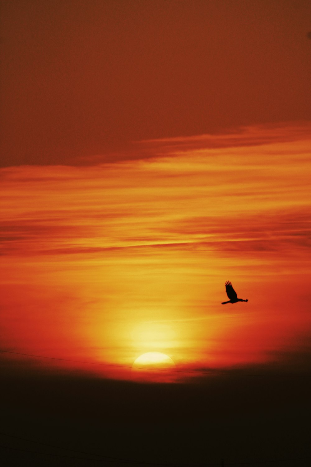 silhouette of bird flying during sunset