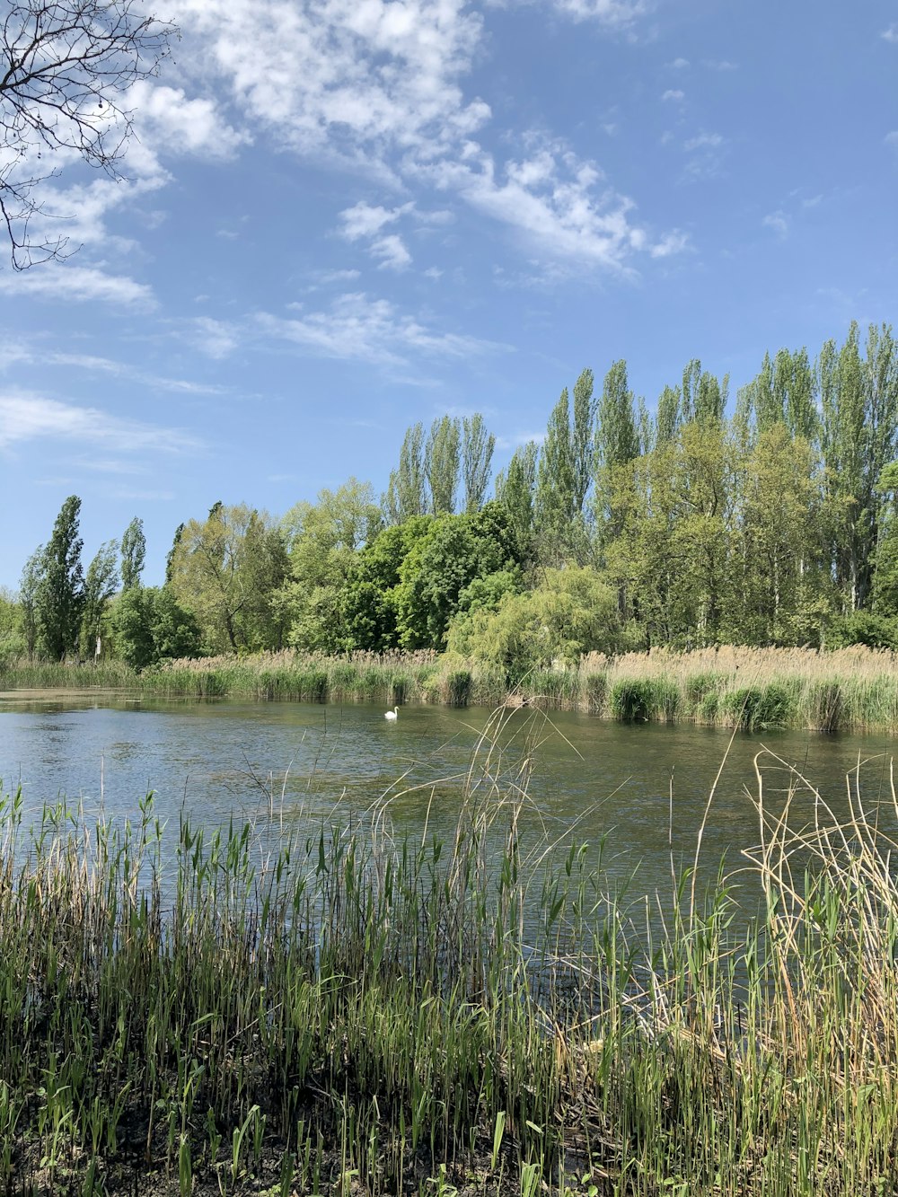 green trees beside river under blue sky during daytime