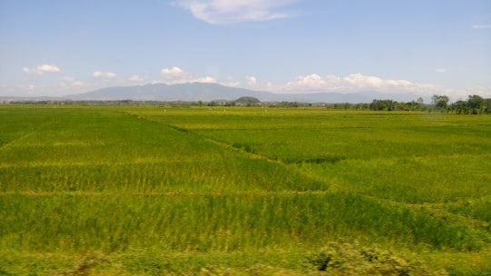 green grass field under blue sky during daytime in Central Java Indonesia