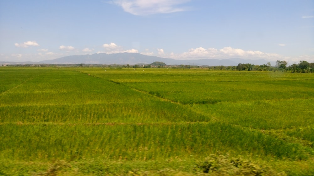 green grass field under blue sky during daytime