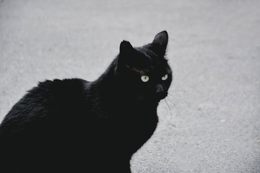 chat noir sur sol en béton gris