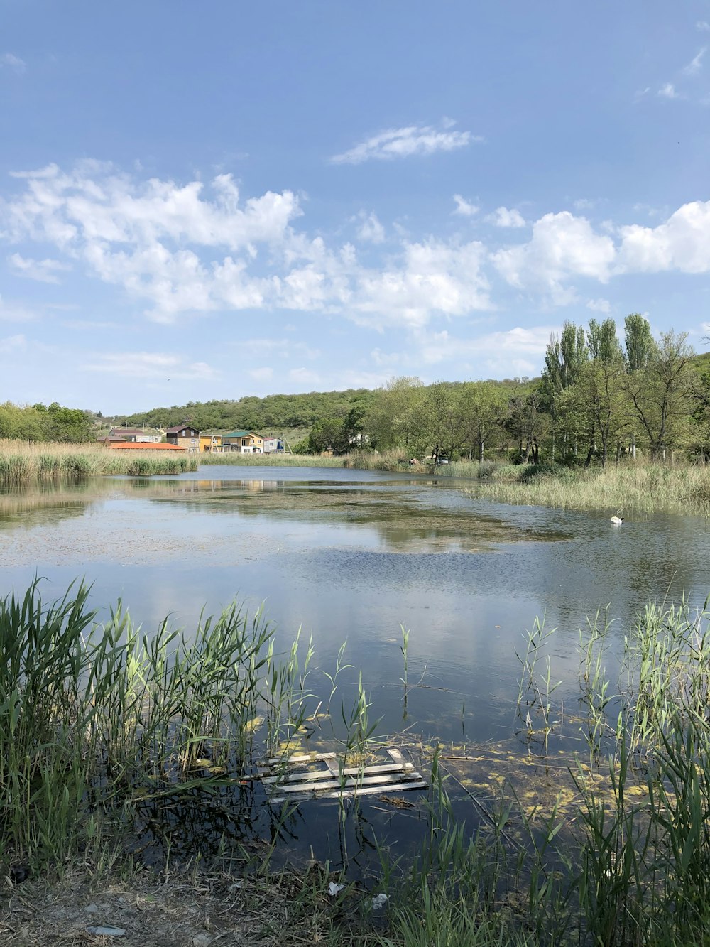 grünes Gras und Bäume am Fluss unter blauem Himmel tagsüber