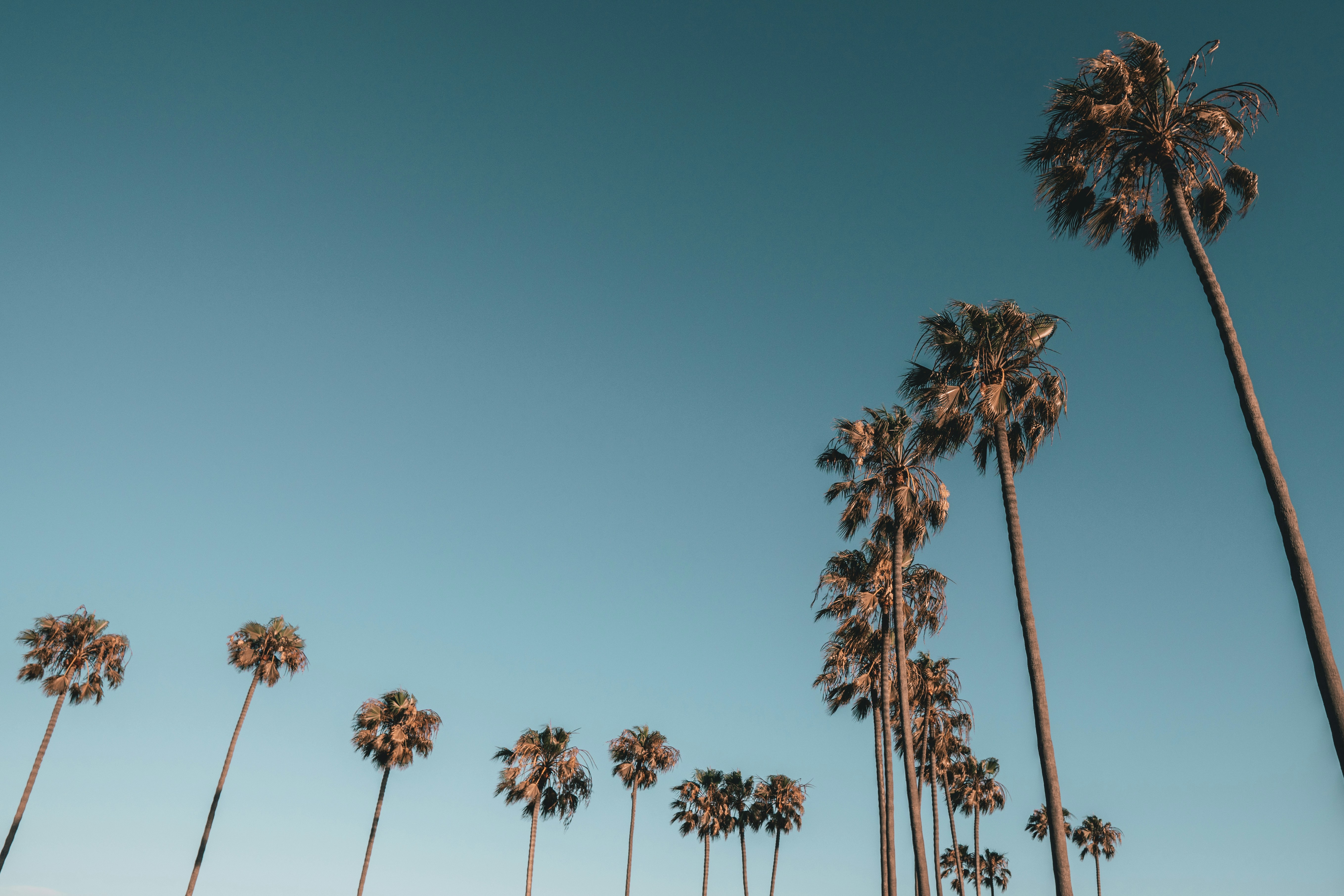 Palms on palms