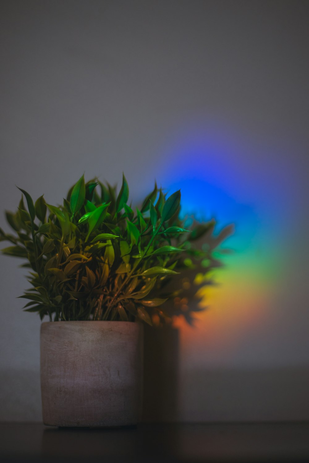 green plant on brown pot