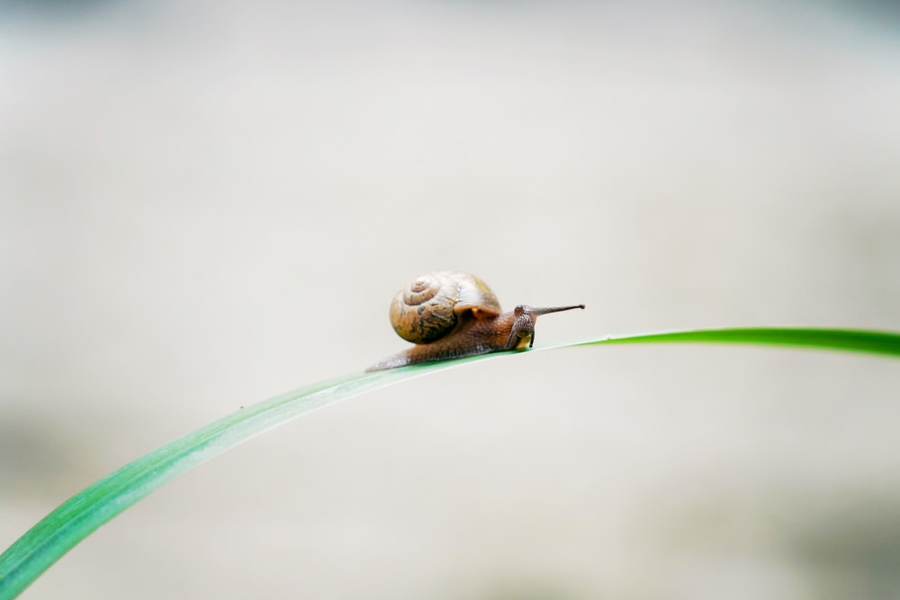 brown snail on green leaf