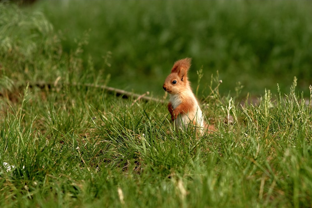 Renard brun et blanc sur l’herbe verte pendant la journée