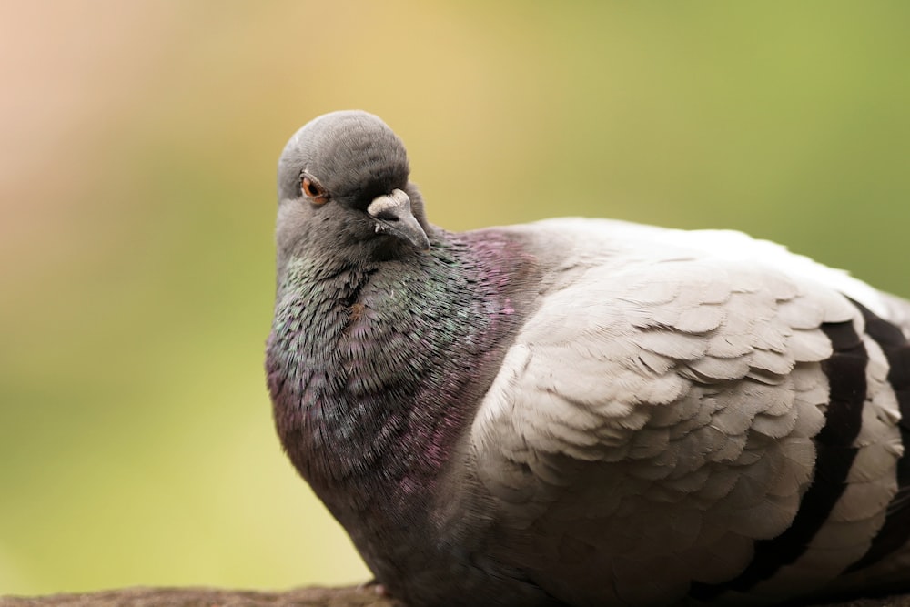white and purple bird on brown wooden surface