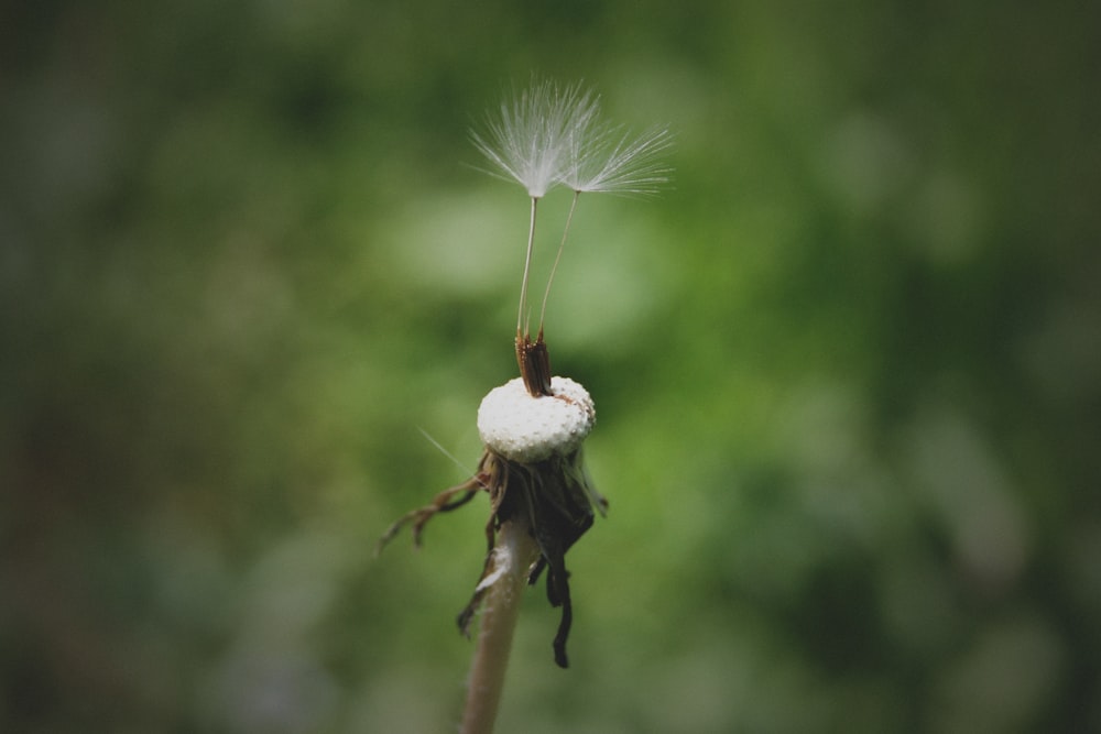 white feather on brown stick