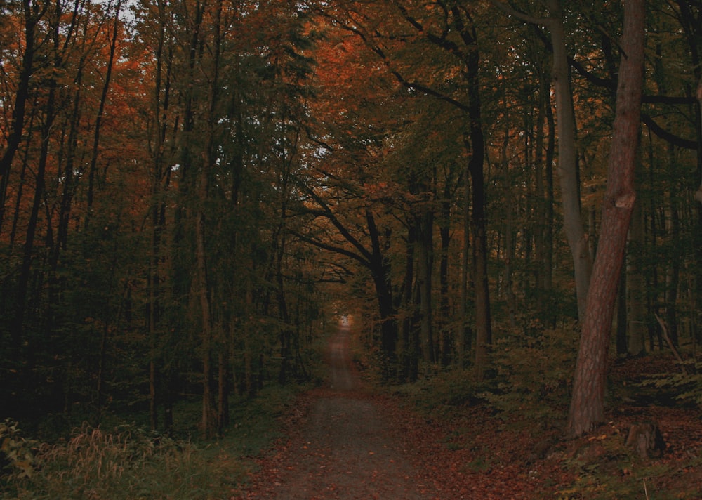 pathway between trees during daytime