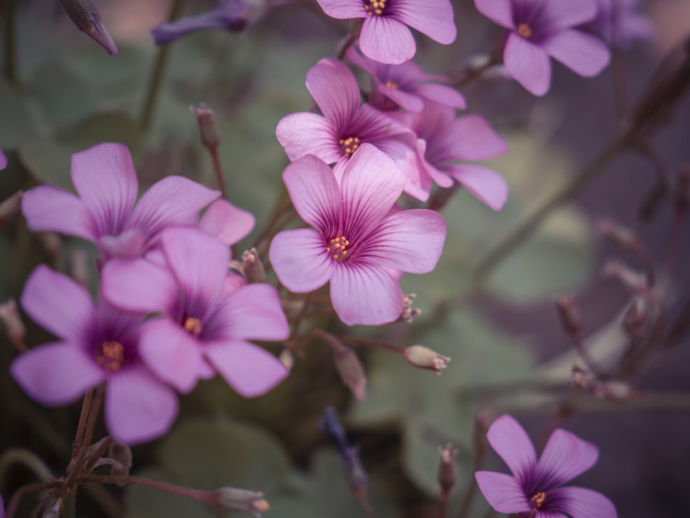 pink flowers in tilt shift lens