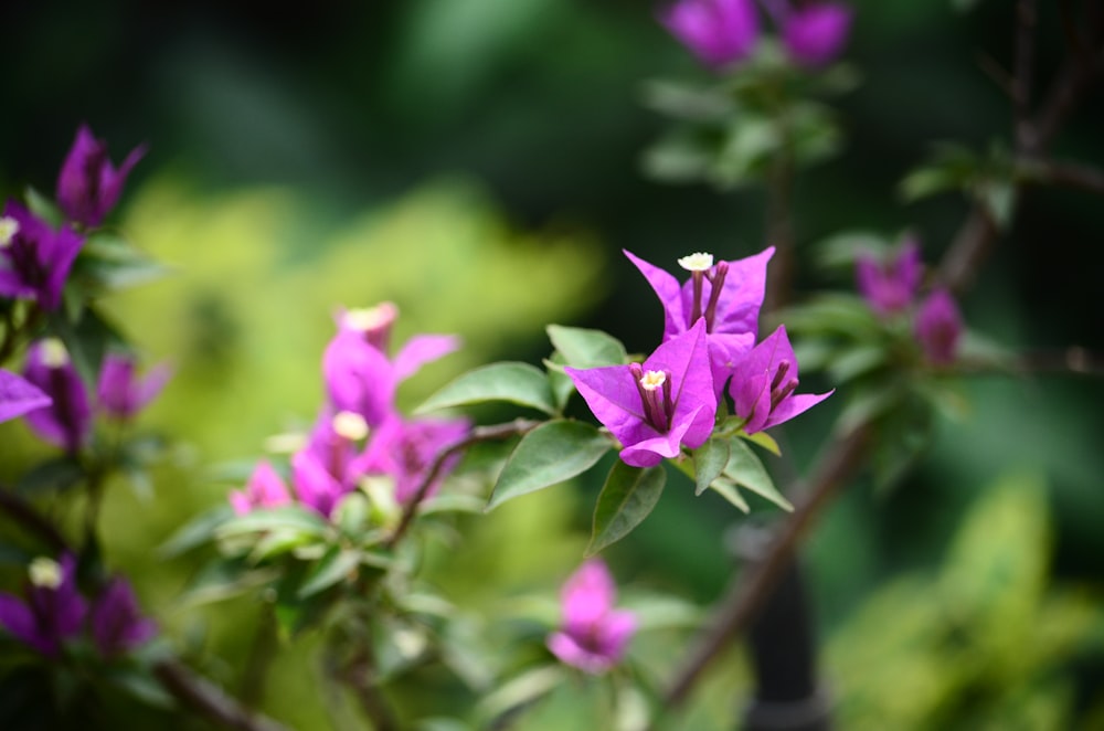 pink flower in tilt shift lens