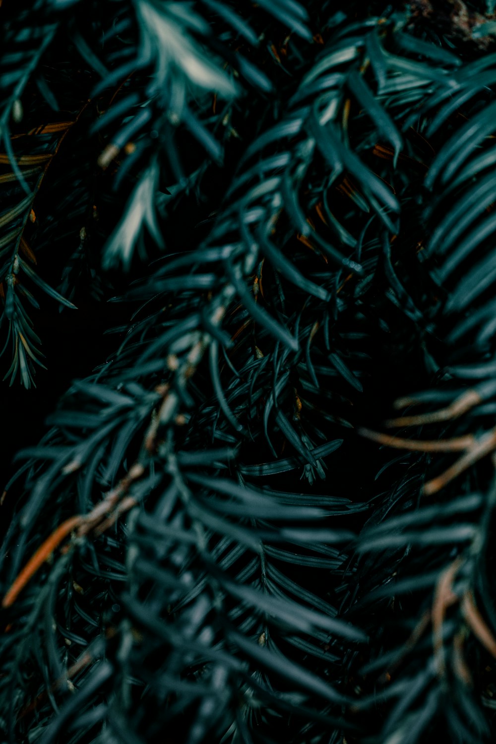 클로즈업 사진의 녹색 잎