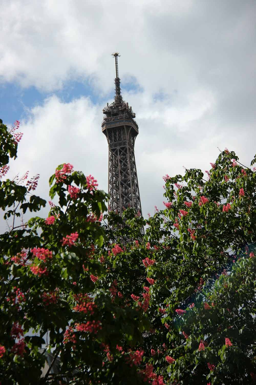 red flowers on tree under cloudy sky during daytime