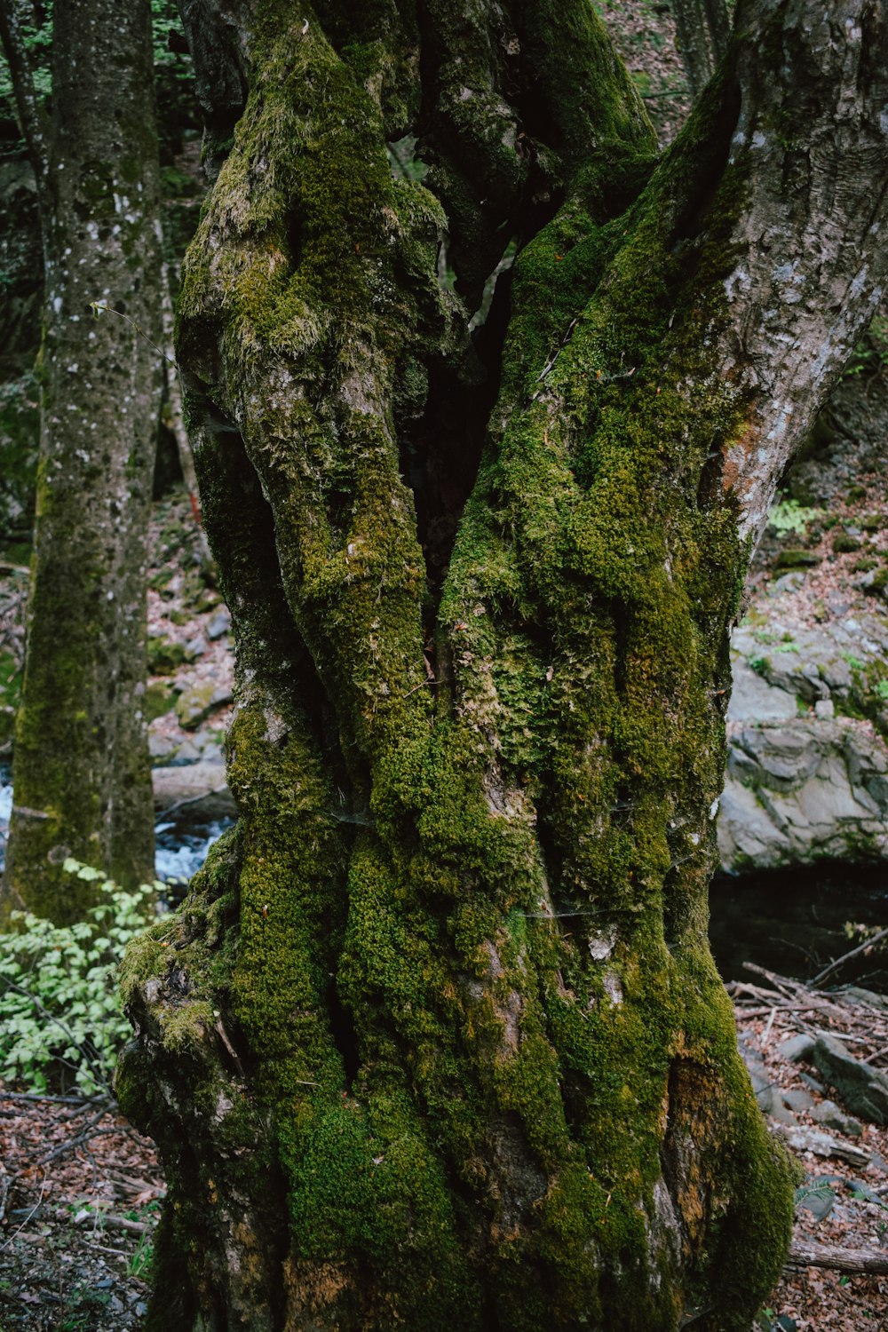 green moss on brown tree trunk