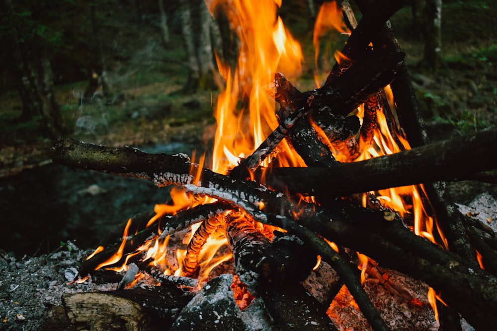 burning wood on fire pit