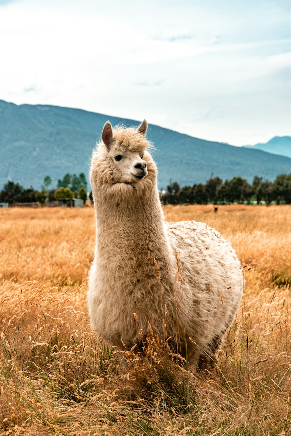 Lama blanc sur un champ d’herbe brune pendant la journée