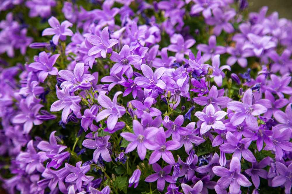 purple flowers with green leaves