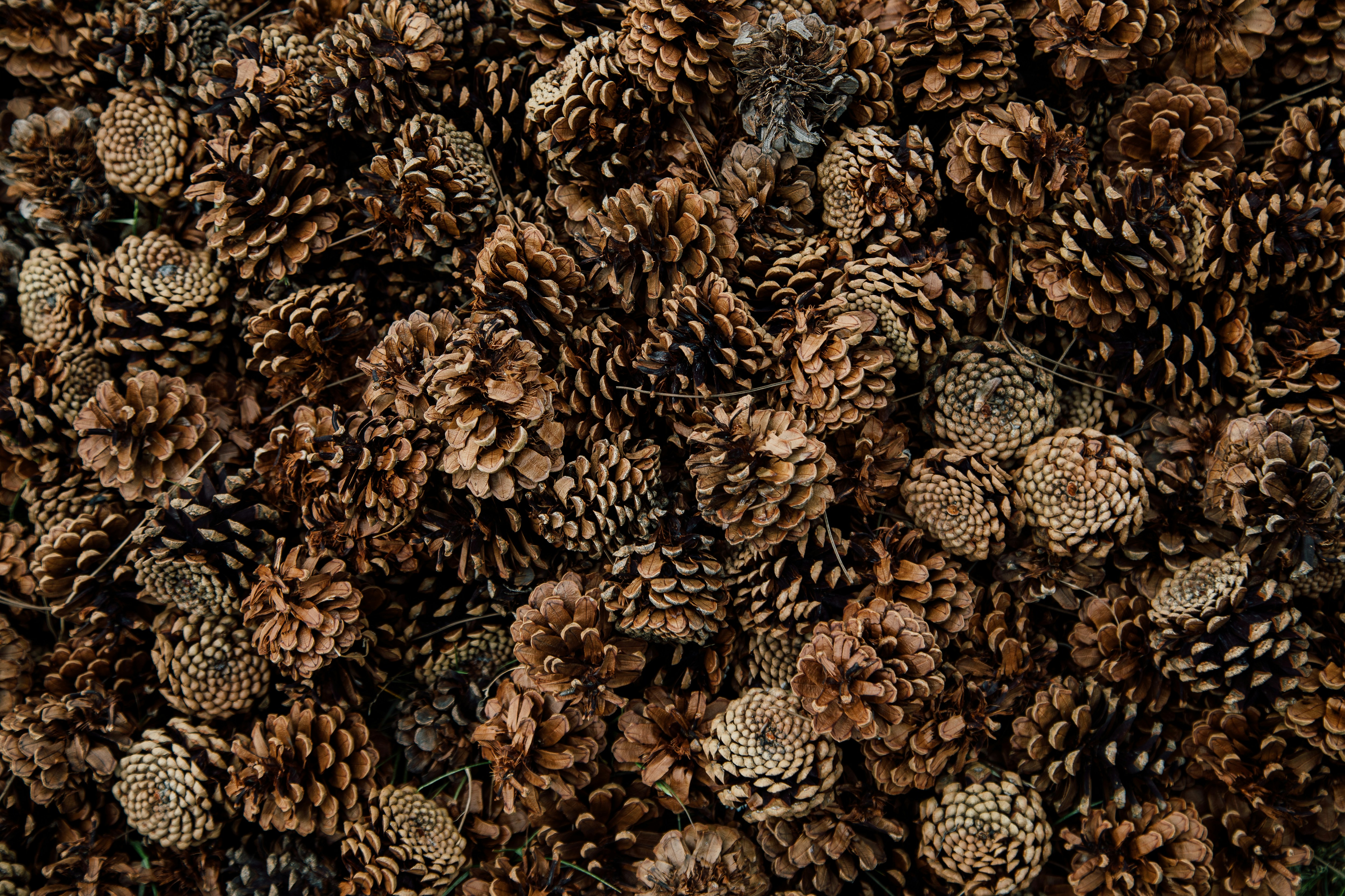 Pinecone's vector database just learned a few new tricks
