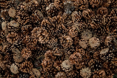 brown and black pine cones pinecone teams background