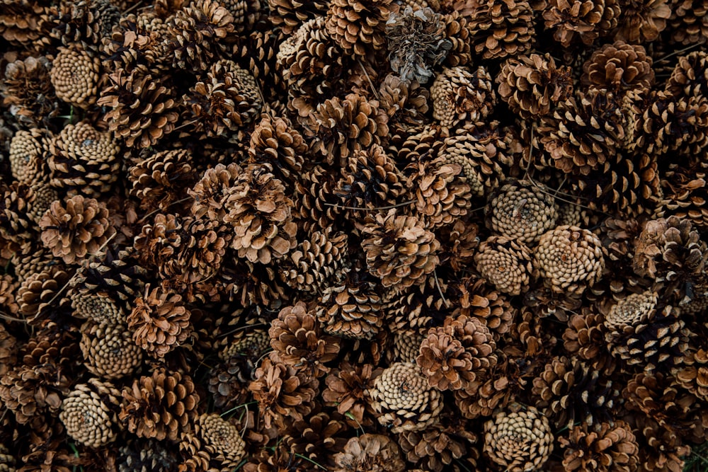 brown and black pine cones
