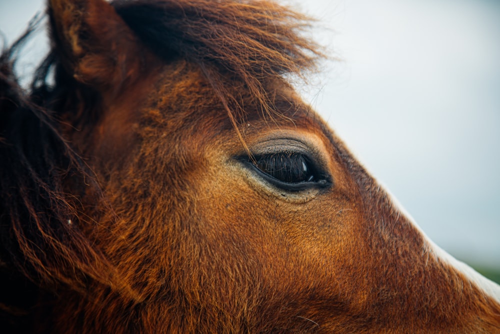 brown horse with white eyes