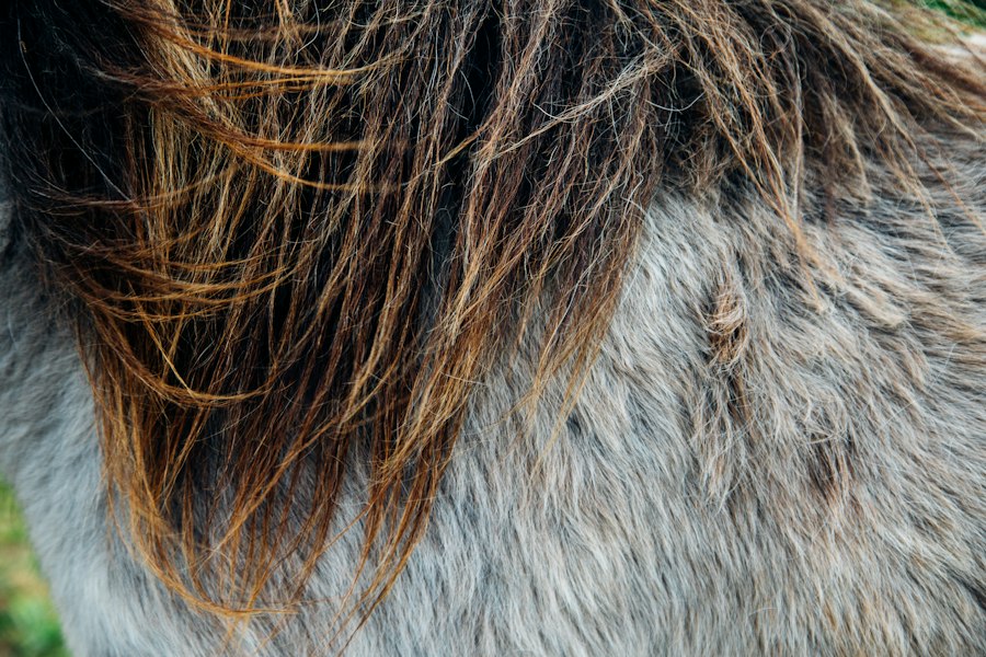 Shampooing dermatologique spécialisé Leovet soins équins
