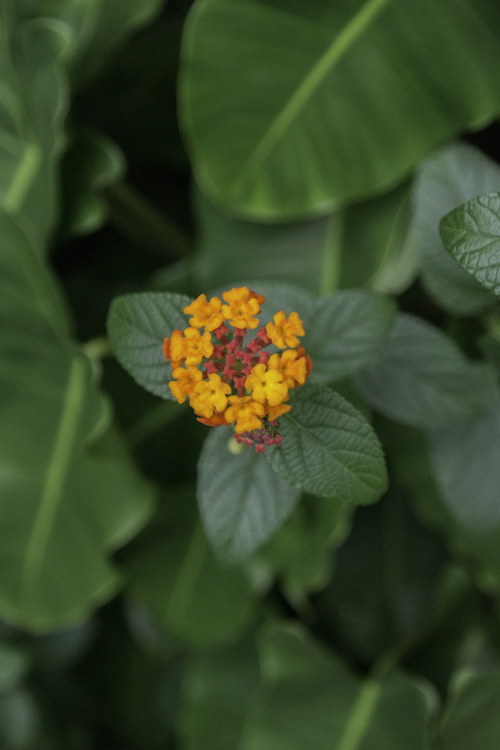 yellow and pink flower in tilt shift lens