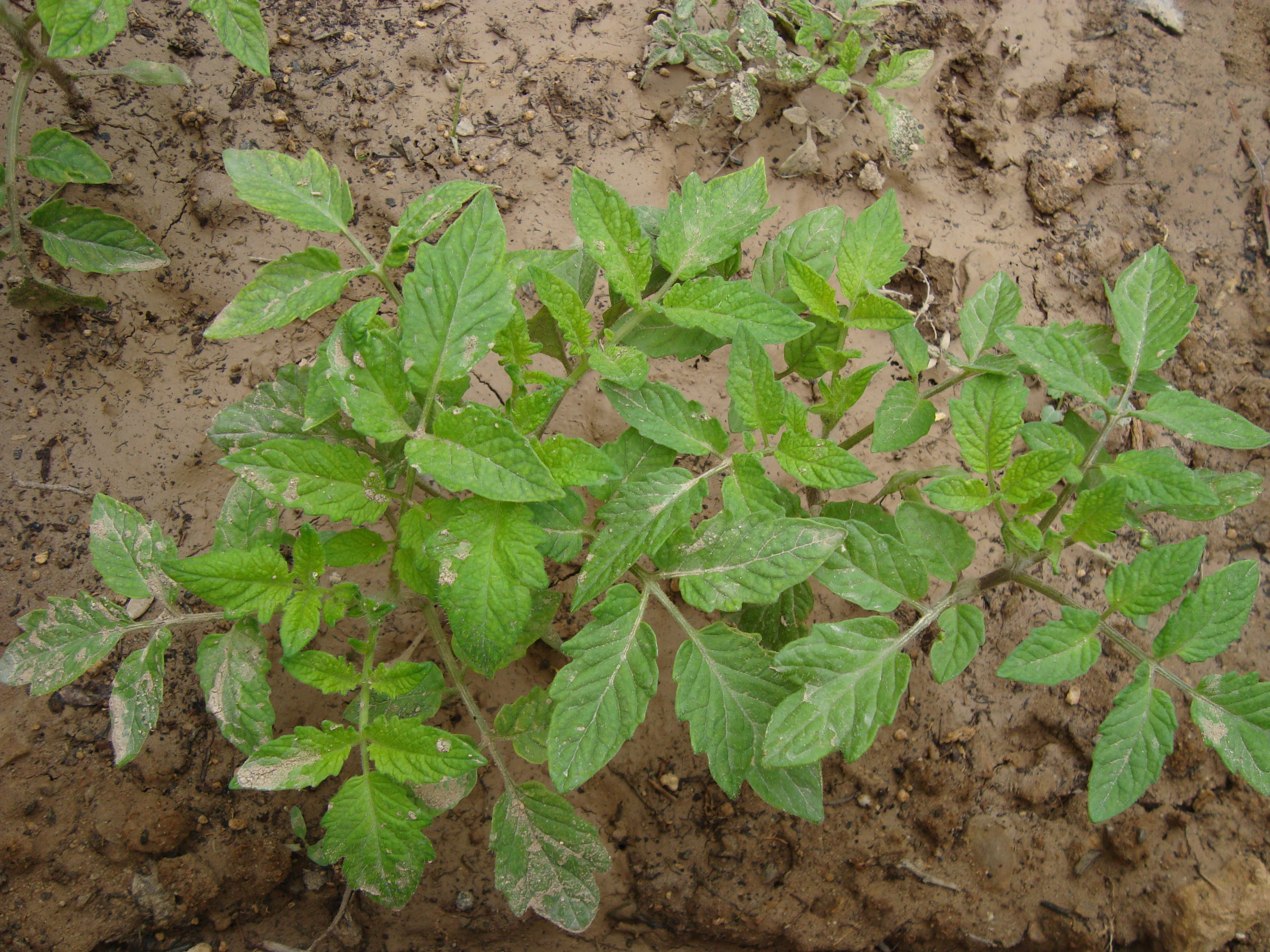 Habits for Long-Term Growth: Cultivating a Sustainable Success Mindset