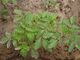 A young plant with lush green leaves is situated in a garden bed with brown soil. The leaves are broad and have a slightly serrated edge. The plant appears to be healthy and well-established in its earthy environment.