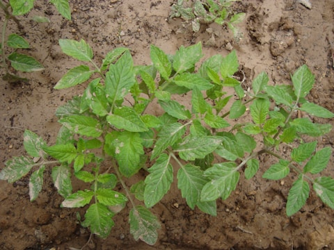 A young plant with lush green leaves is situated in a garden bed with brown soil. The leaves are broad and have a slightly serrated edge. The plant appears to be healthy and well-established in its earthy environment.