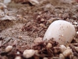 Close-up of a plot boundary marked with clean white stones and fresh soil.