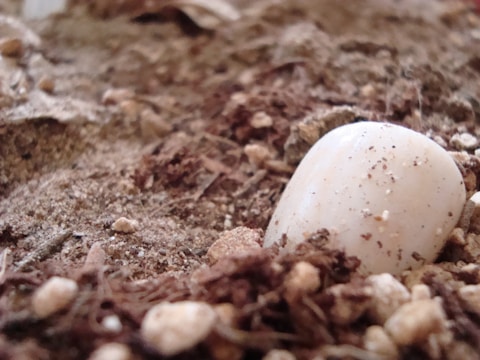 Close-up of a plot boundary marked with clean white stones and fresh soil.