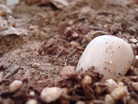 Close-up of a maintenance-free earthing rod installed in rocky soil.