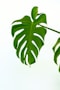green leaves with white background