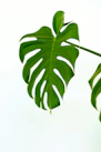 green leaves with white background