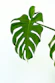 green leaves with white background