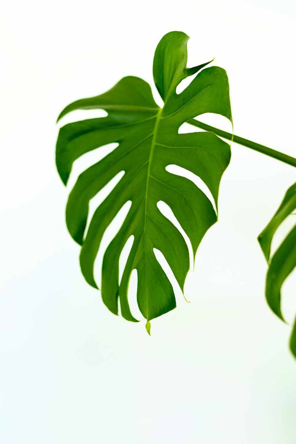 green leaves with white background