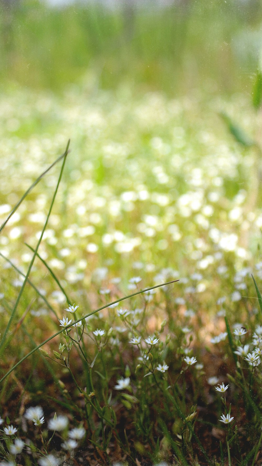 Hoa bồ công anh trắng là một trong những loài hoa tuyệt đẹp và được yêu thích nhất trên thế giới. Nếu bạn yêu hoa, hãy cùng xem bức ảnh này để chiêm ngưỡng vẻ đẹp tinh khôi và thanh thoát của loài hoa đẹp nhất mà mùa Xuân đem lại. Ảnh chụp cận cảnh này như mở ra một thế giới khác, đậm chất nghệ thuật và chứa đựng nhiều cảm xúc khác nhau.