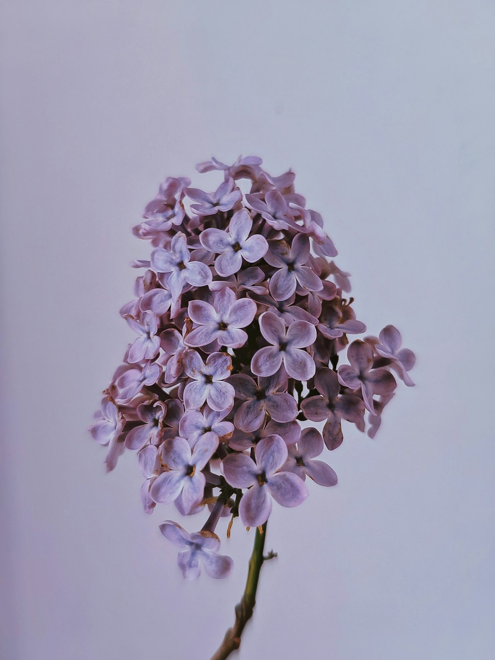 flor roxa e branca na fotografia de perto