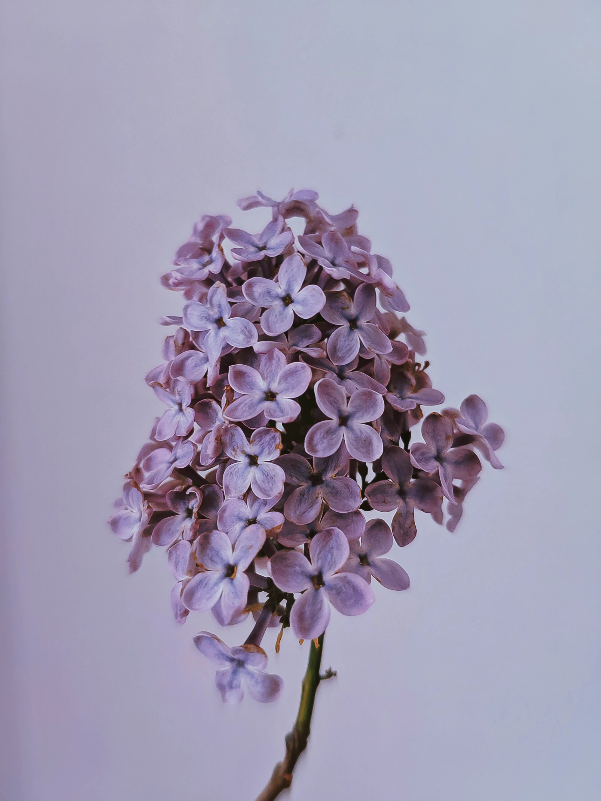 Rochester Lilac Festival 2026: Highland Park Week Two Guide — Events | GetAwayRochester Blog