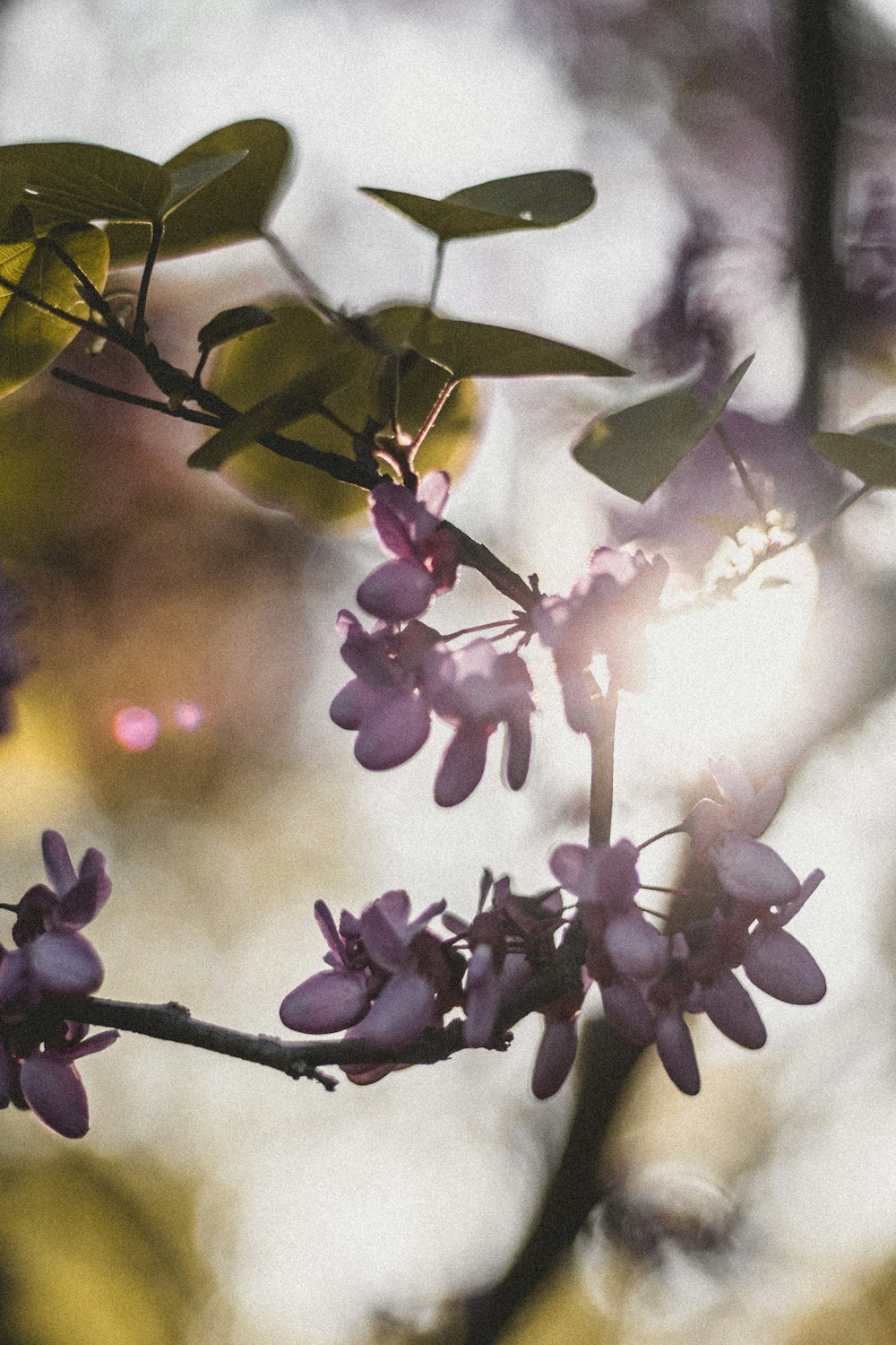 purple and white flower in tilt shift lens