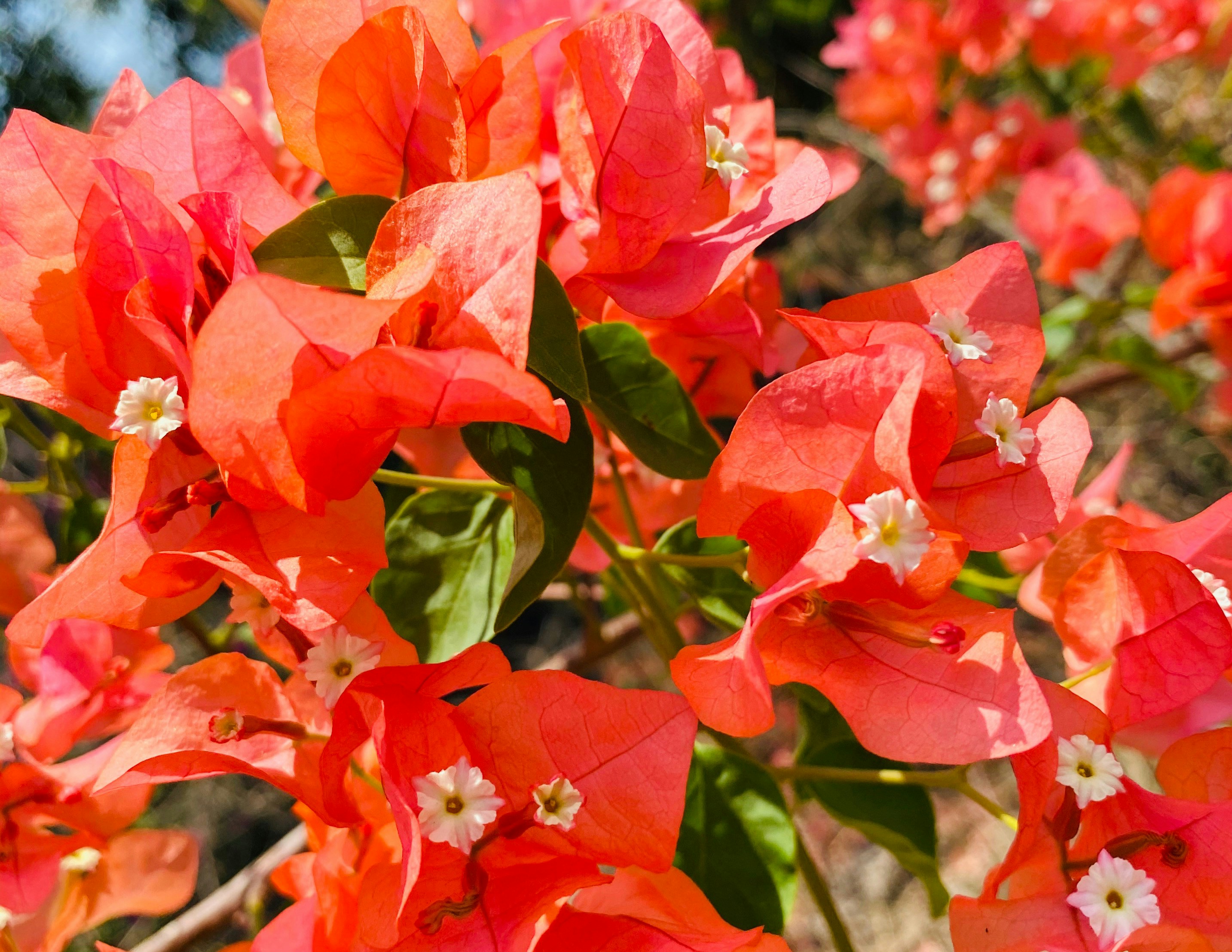 Photo by phanivarma5677