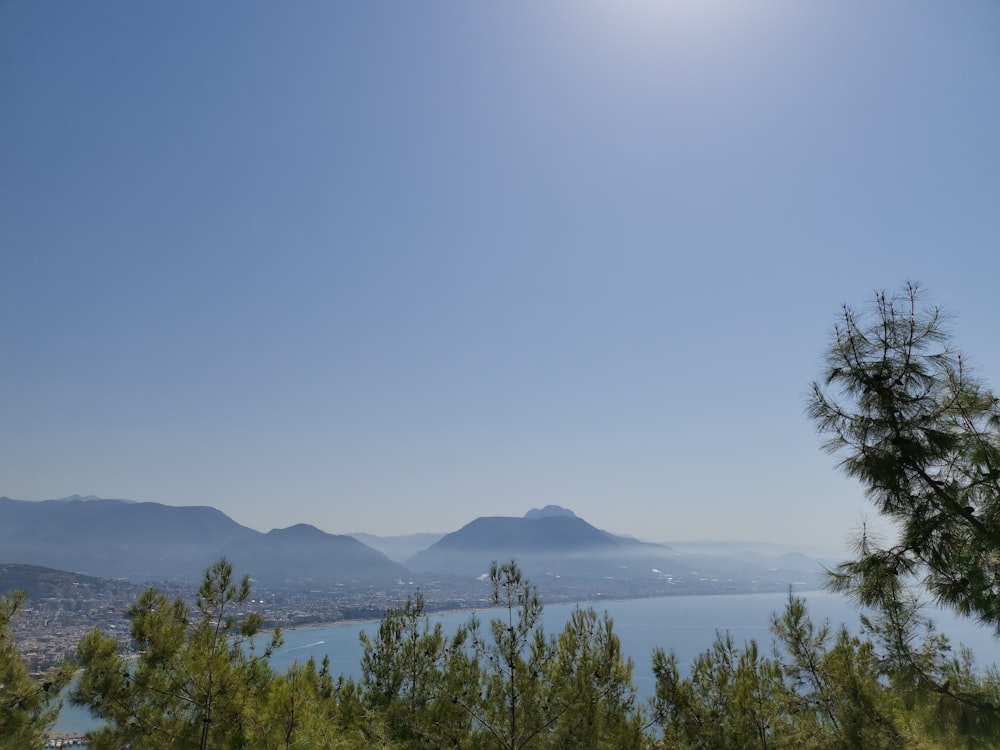 green trees near body of water during daytime